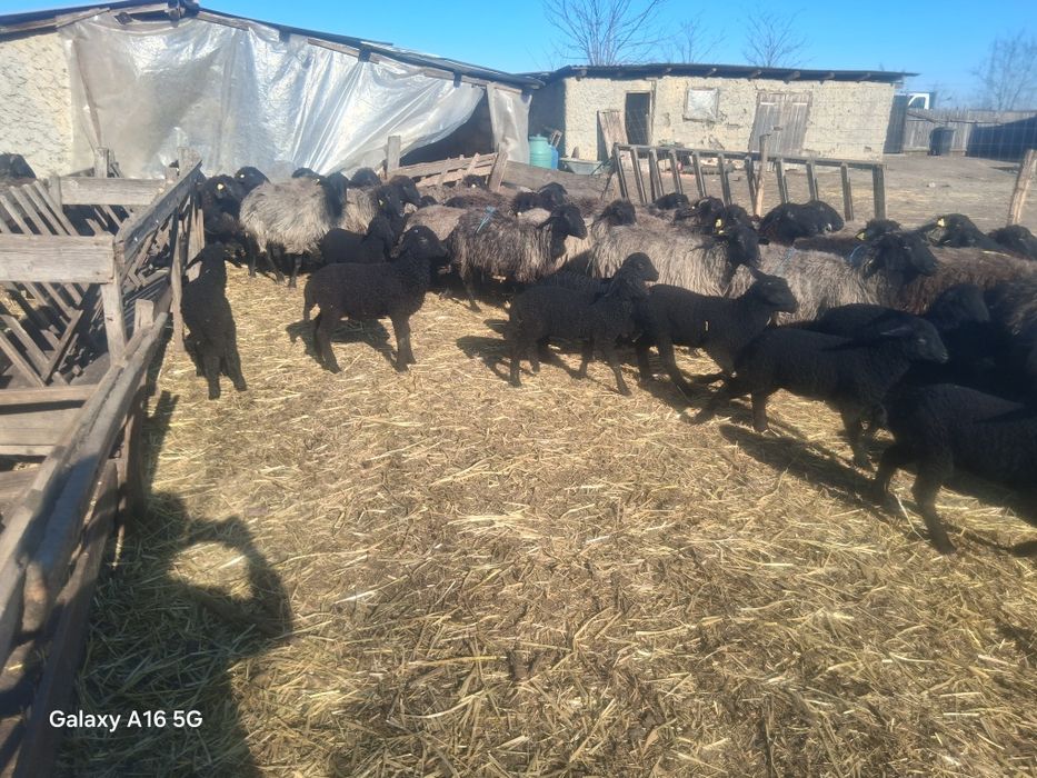 Miei si oi de vanzare