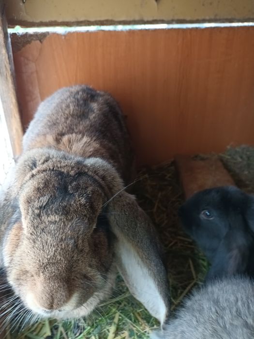 Iepuri de vinzare  mici și mari