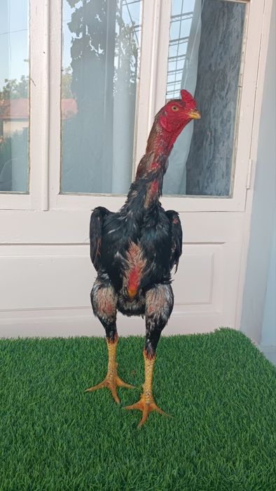 Dakan xoroz sotiladi