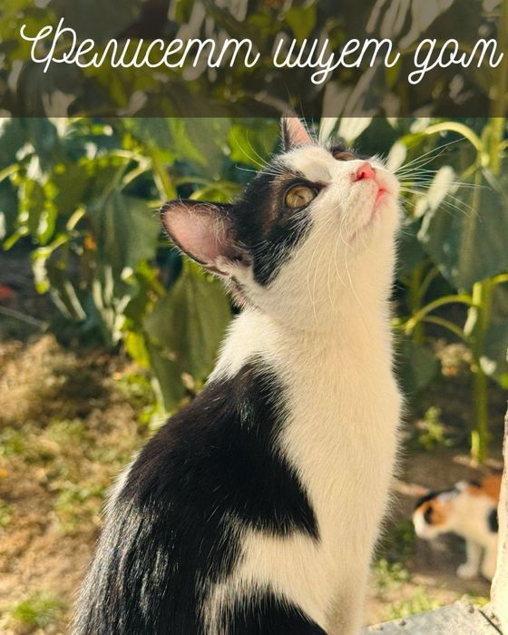 Отдам котёнка, девочка. Астана. Ищу дом для котенка