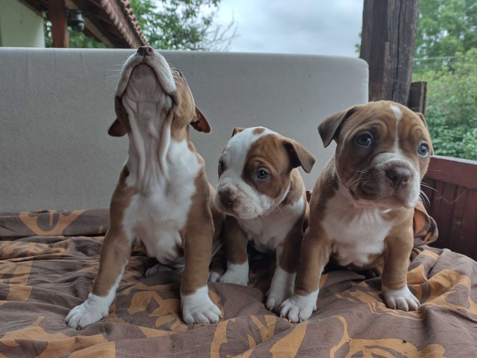 Американски питбул териер ,,Ред ноус''(American pitbull terrier Red nose)