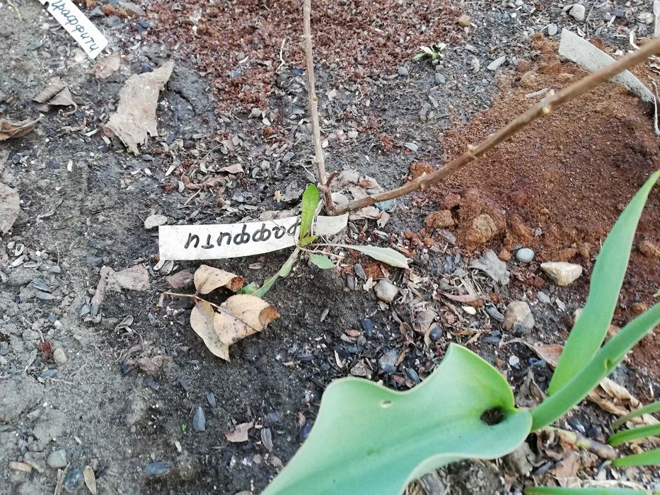 Черенки метельчатой гортензии 2х летние