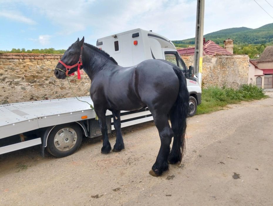 Vând mânză de 3 ani gestanta 3 luni  cu ecograf rasa contoi
Gestanta î