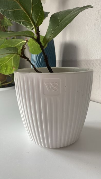 Фикус Лирато (Адаптирован)