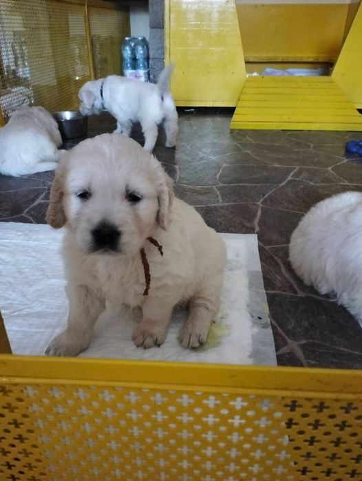 Голдън ретривър момче  и момиче родословен баща