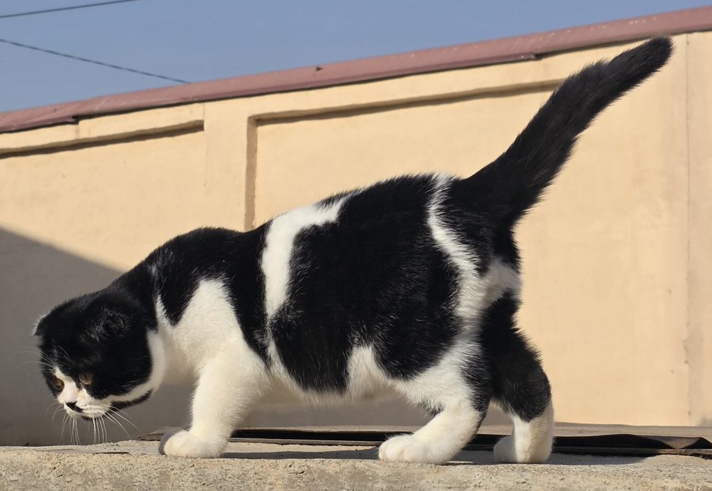 Fol toza parodali mushukcha