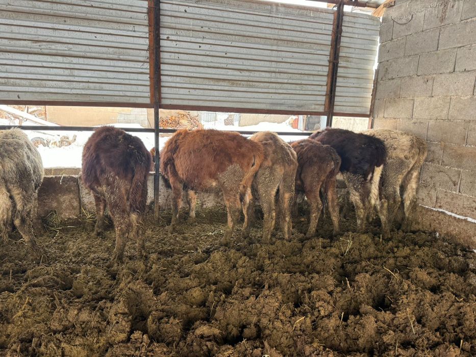 Бұзау сатылыды 1 басқана таңдап аласыздар