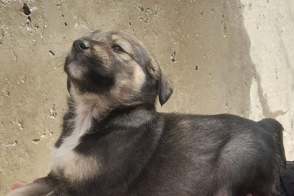 Пристраеваются щенята