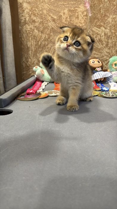 Продается мальчик веслаухий Фолд.