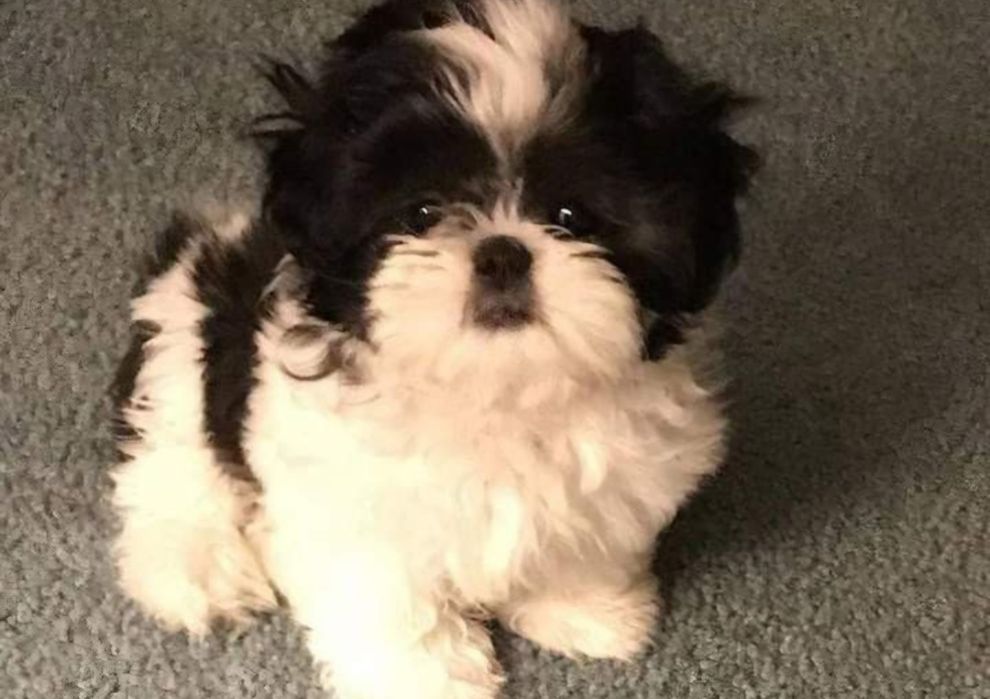 Bichon  havanez băiețel 450 lei