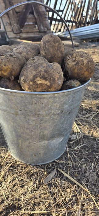 Картофель едовой