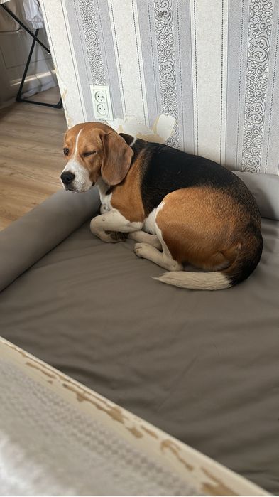 Лежанка для собак