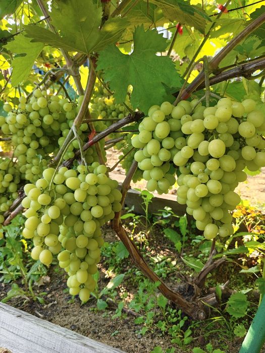 Продам дачу СО. Горизонт