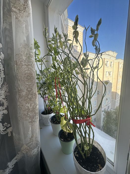 Комнатные цветы по 2000 т