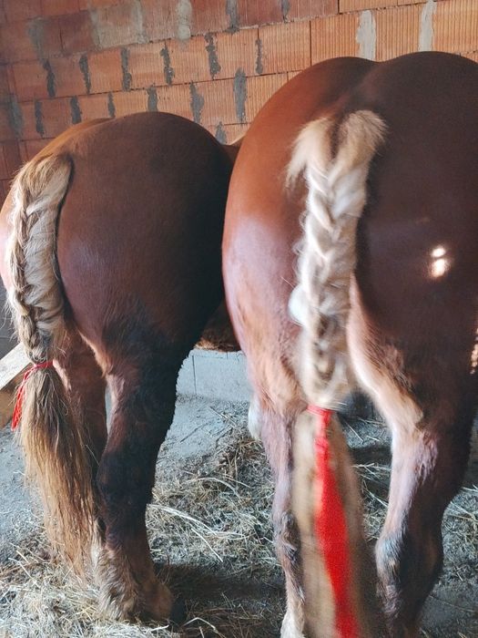 Doi ieapa de vanzare