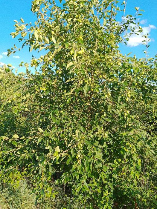 дачный участок с/к Олимпиец