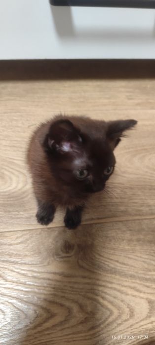 Отдам котенка даром