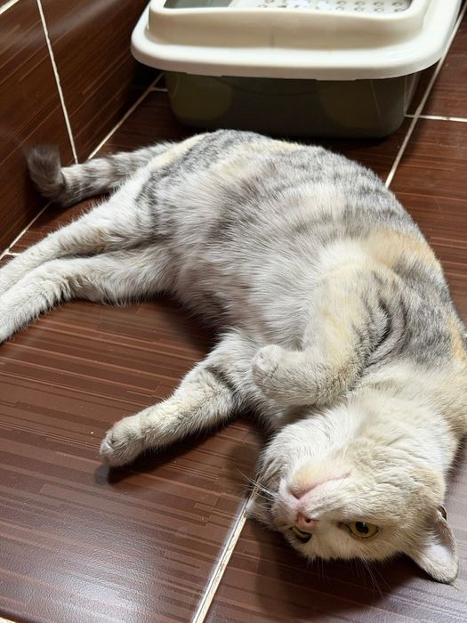 Нашлась   кошка.