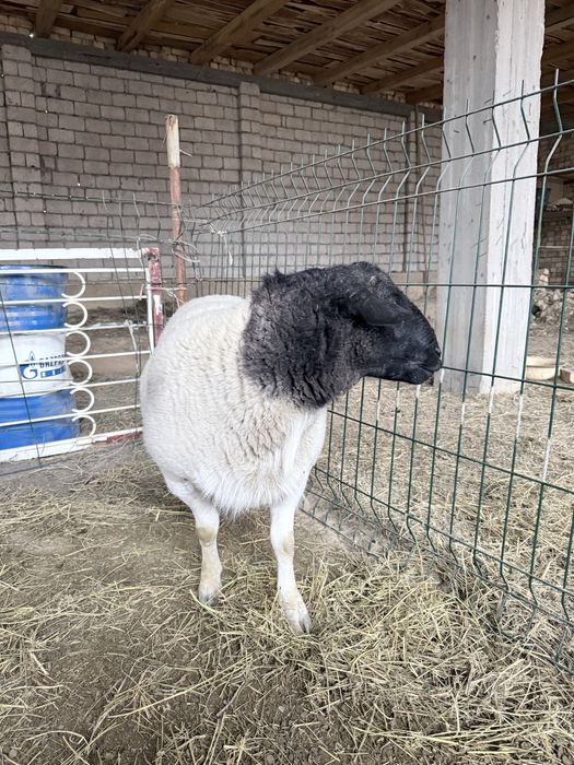 Дорпер кучкор сотилади