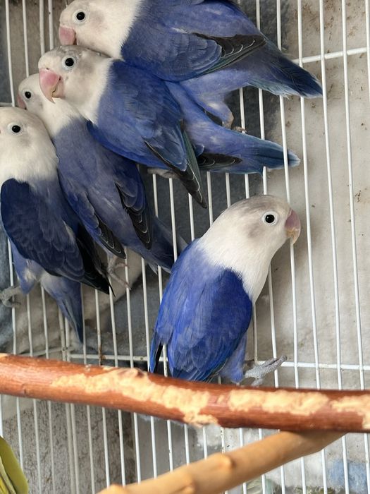 Фиолетовые неразлучники