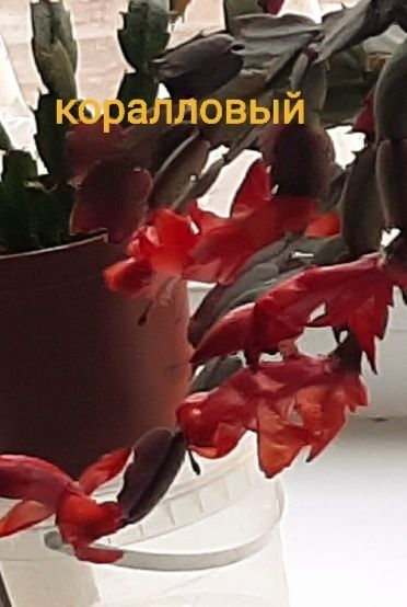 Комнатные цветы шлюмбергеры