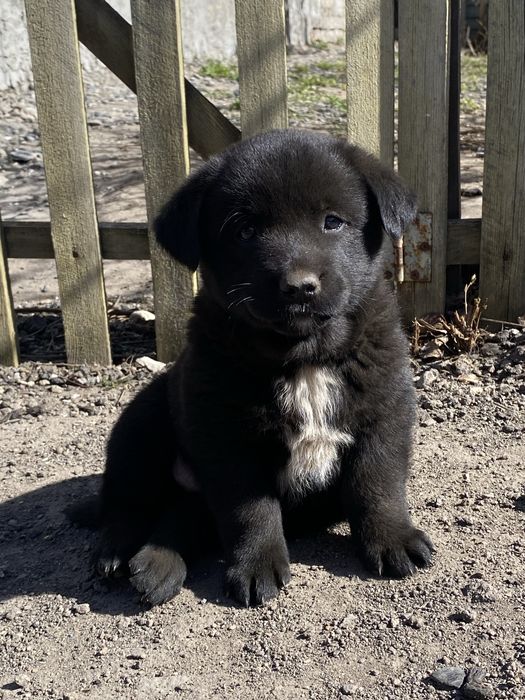 Отдам в добрые руки!