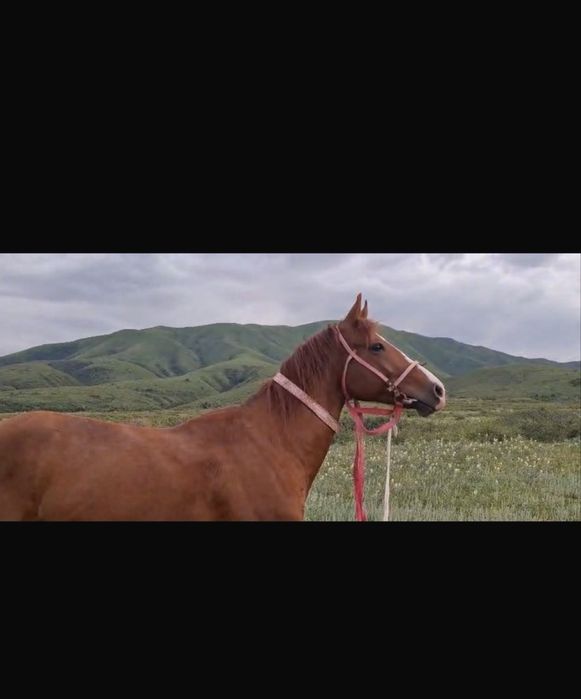 Араб пен Акалтеке шатыс