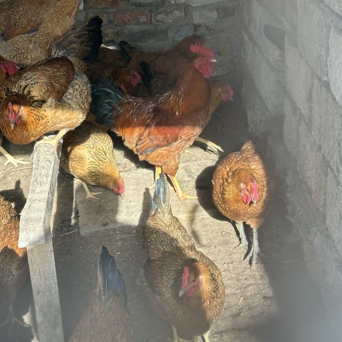 Инкубационные яйцо кучин тауықтардікі бар