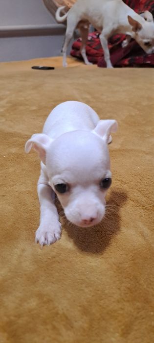 Щенки  чихуахуа.