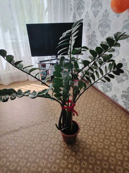 Долларовое дерево (Замиокулькас)