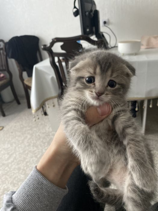 Вислоухий котенок