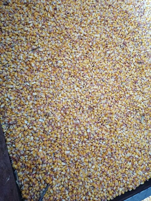 porumb boabe de vinzare