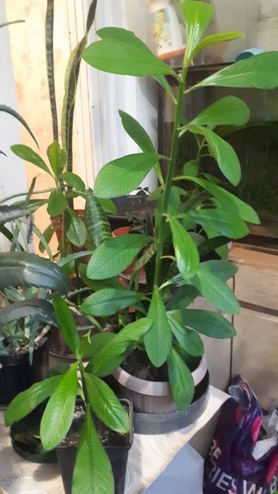 Цветы комнатные от 500тг