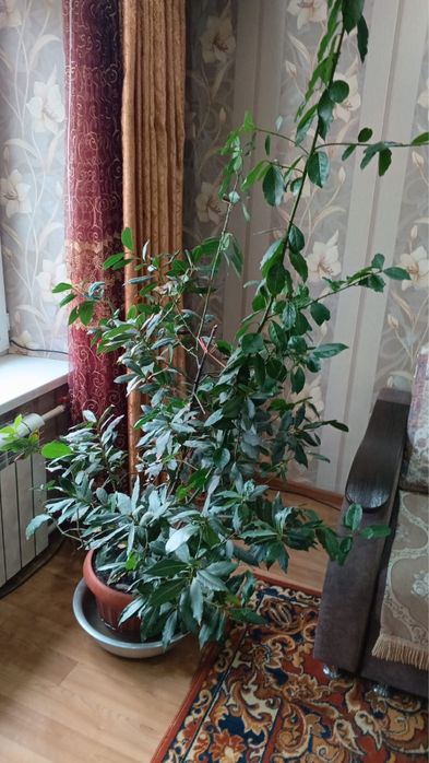 Лавровый лист дерево