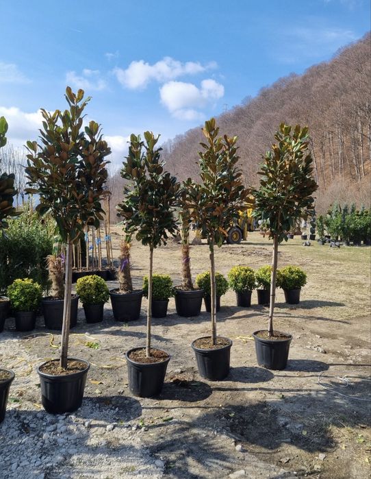 Plante ornamentale