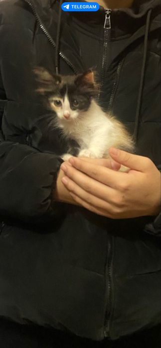 Котенок ласковая ищет хозяев