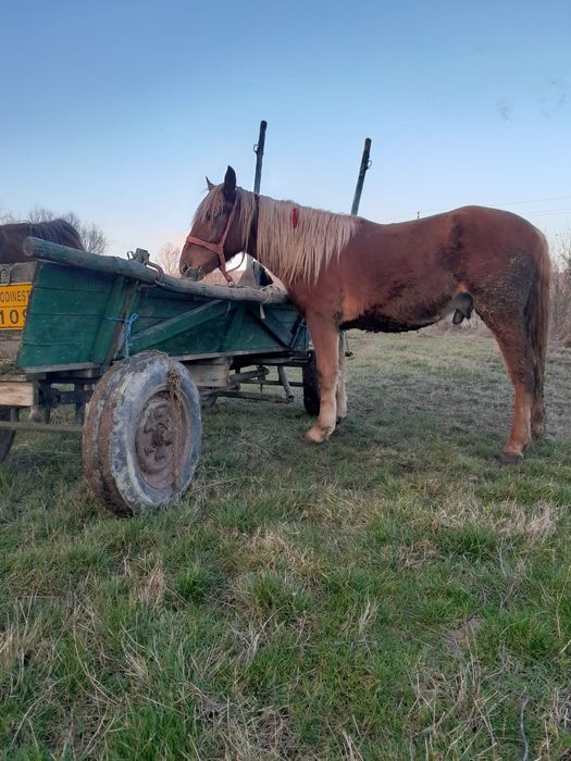 Vand carlan foarte cuminte