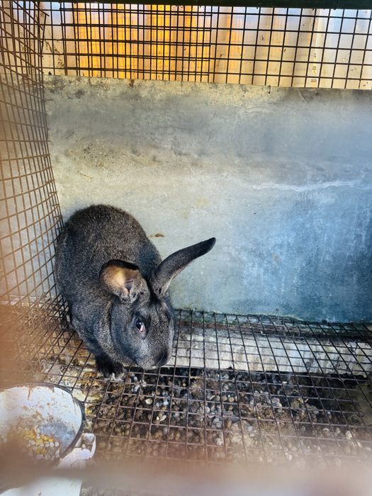 Продавам мъжки зайци