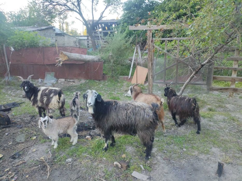 Ешки лагымен жане шибиш