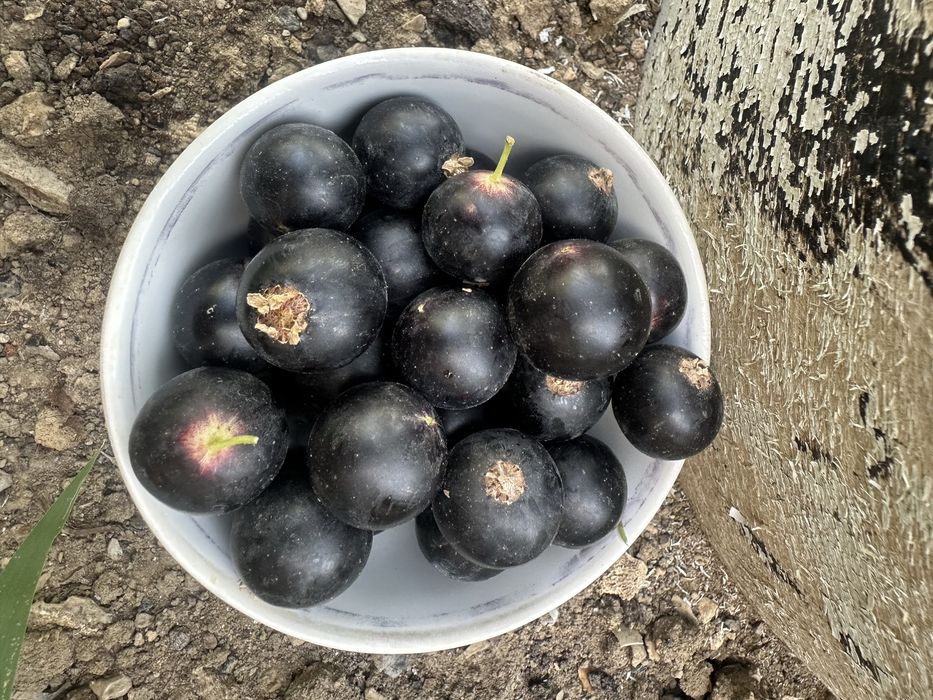 Продам саженцы смородины российской.
