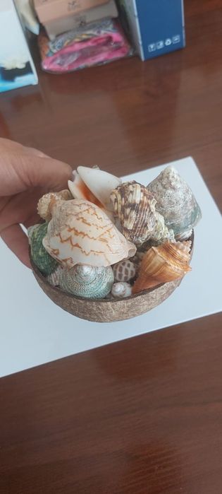 Ракушки для аквариума за 5000тг