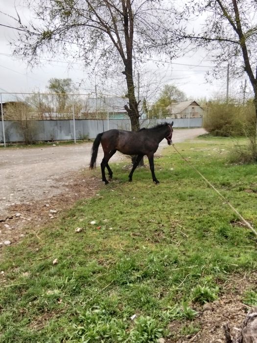 Кунан шгар сатылады