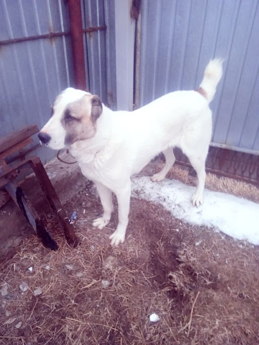 Продается собака алабай