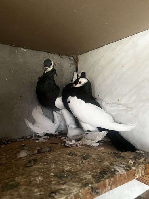 Gusati cehi, albastru si negru, pereche, lichidez voliera
