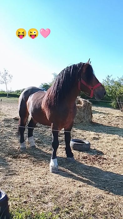 VÂND SAU SCHIMB!!!UN MÂNZ MAI SPECIAL!!pentru mai multe detalii sunați la 0757167124!!!