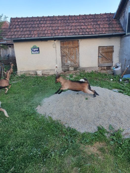 Tapisor alpina franceza din primavara aceasta