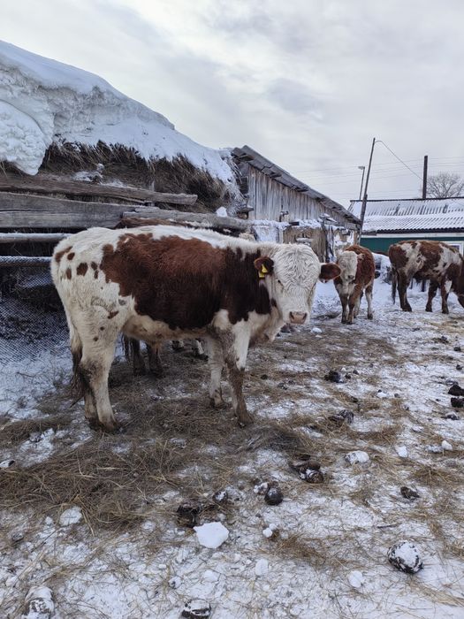 Сельхоз. животные