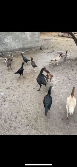 Дакандар сатылады