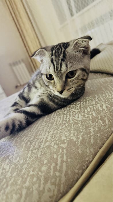 Вислоухий котенок, 9 месяцев