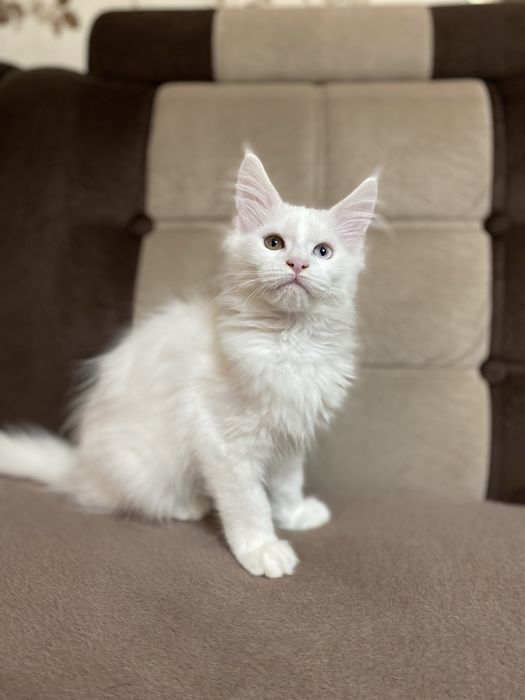 Мейн куны мальчики и девочки